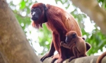 Monkey reuu